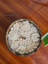 Coconut Bloom Candle