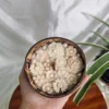 Coconut Bloom Candle