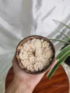 Coconut Bloom Candle